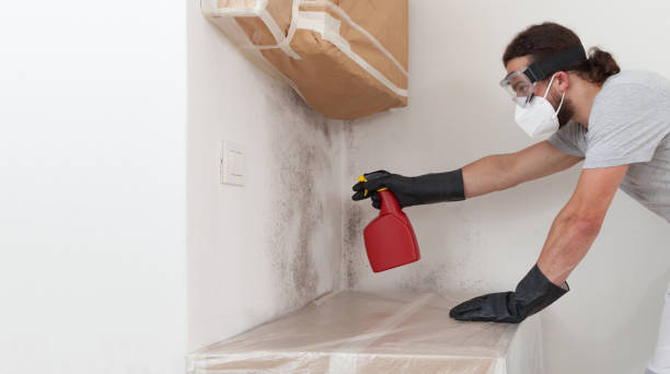 Professional Basement Mold Removal technician working in Victoria, TX