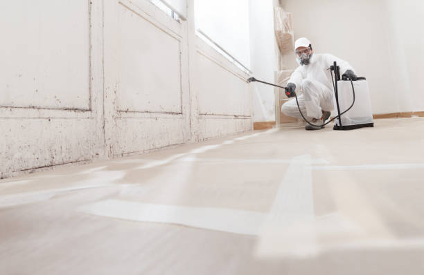 24/7 Emergency Basement Mold Removal experts in Victoria, TX