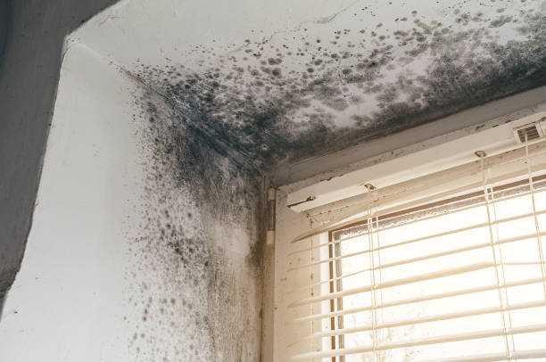 Affordable Basement Mold Removal solutions in Victoria, TX